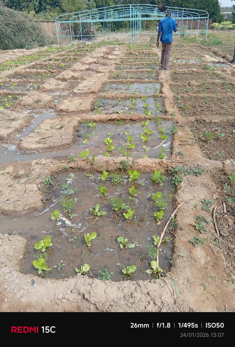 Cultures maraîchères